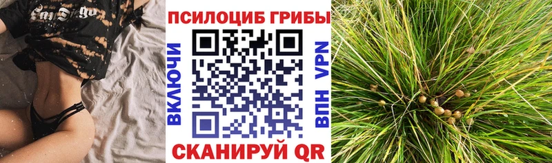 Купить где  Сорск  Псилоцибиновые грибы Magic Shrooms 